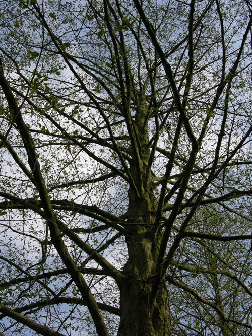 alnus subcordata 02