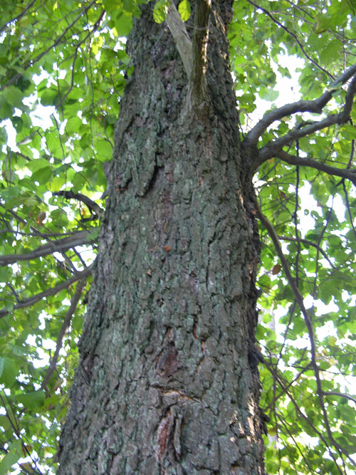 alnus subcordata 03