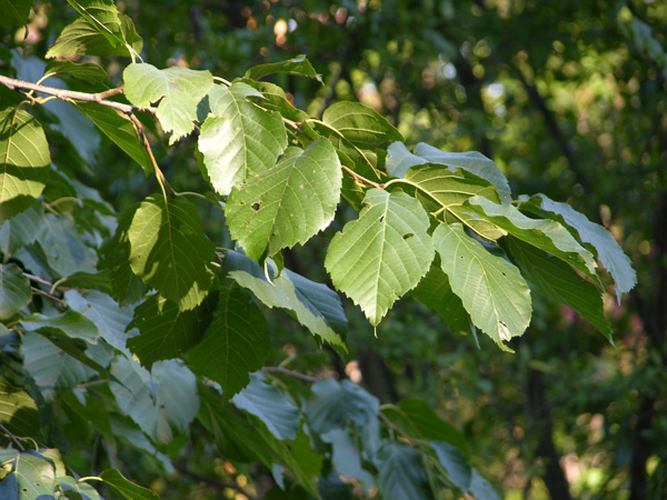 alnus subcordata 04