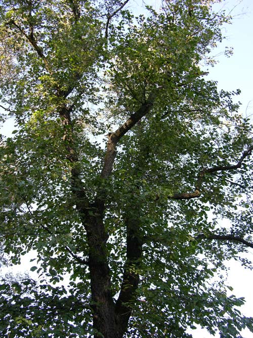 alnus subcordata 05
