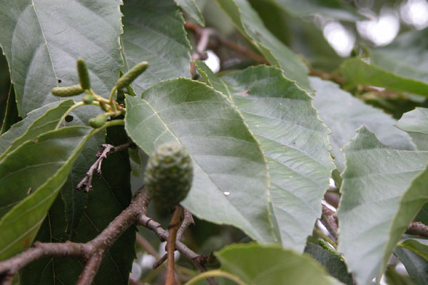 alnus x spaethii 01