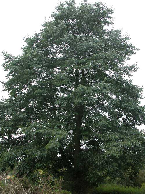 alnus x spaethii 02