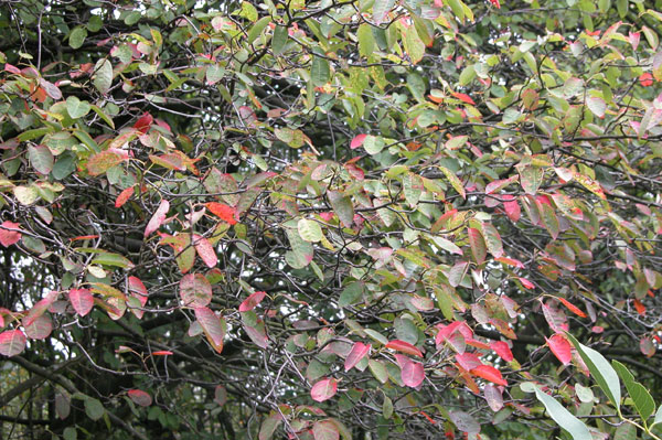 amelanchier lamarckii 01