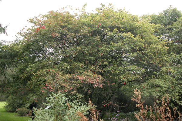 amelanchier lamarckii 02