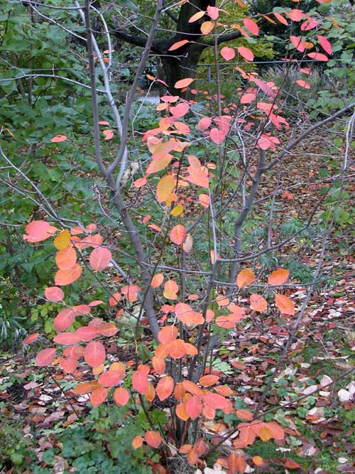 amelanchier lamarckii 03