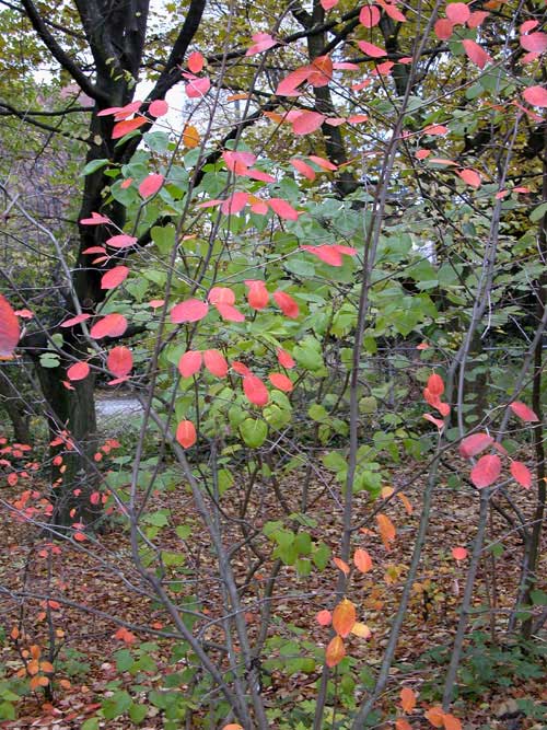 amelanchier lamarckii 04