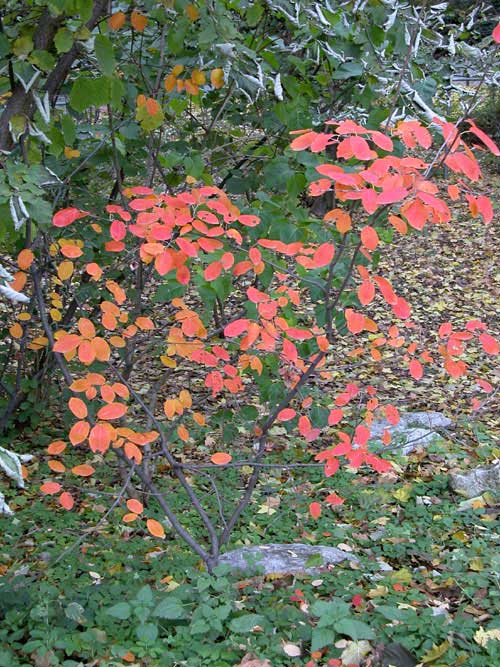 amelanchier lamarckii 05