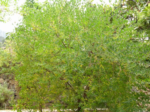 anagyris foetida 02