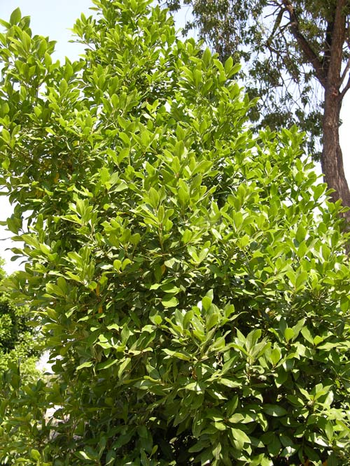apollonias barbujana 02