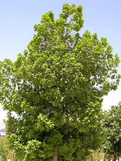 apollonias barbujana 03