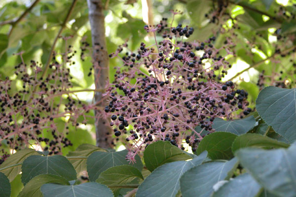 aralia elata 01