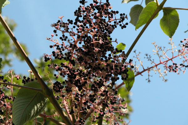 aralia elata 03