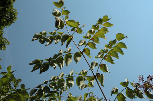 aralia elata 04