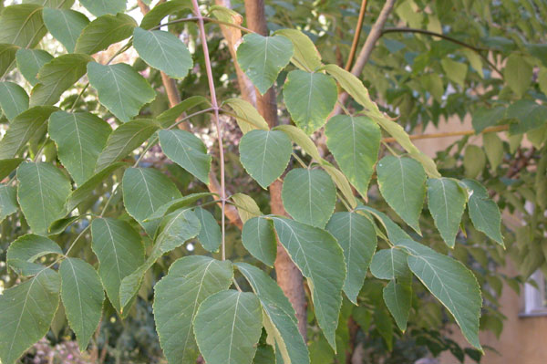 aralia elata 05