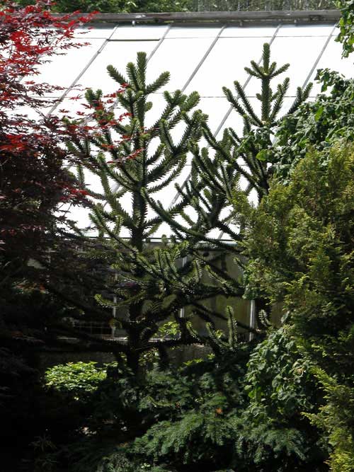 araucaria araucana 01