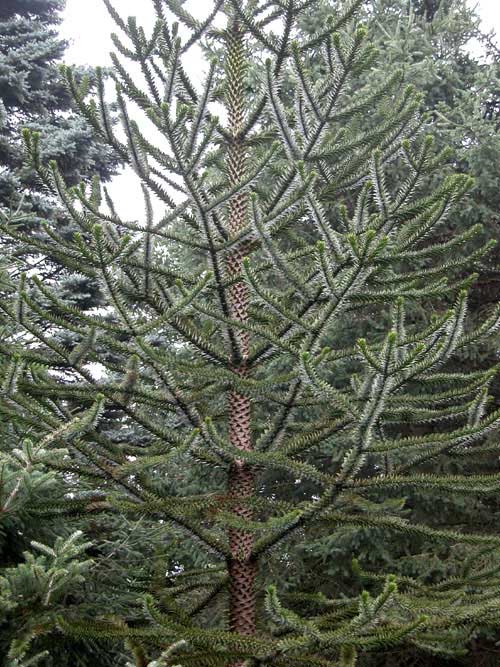 araucaria araucana 02