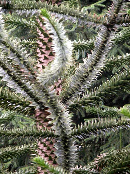 araucaria araucana 03