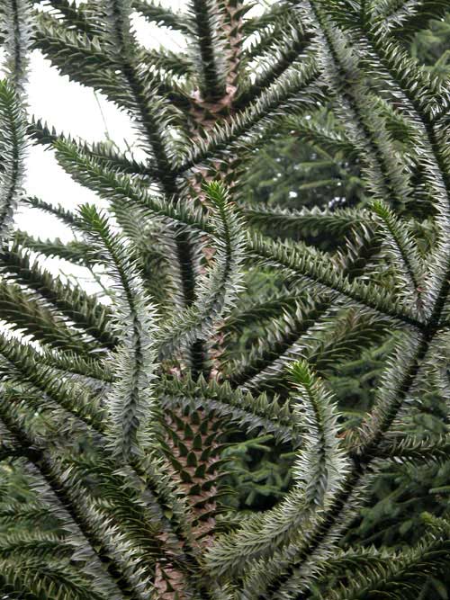 araucaria araucana 04