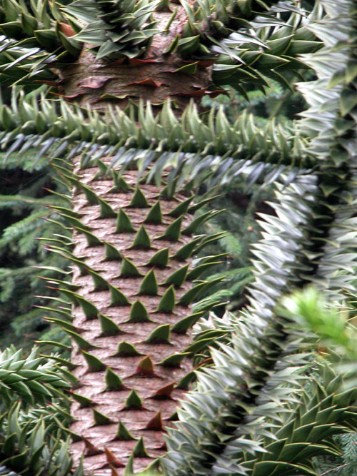 araucaria araucana 05