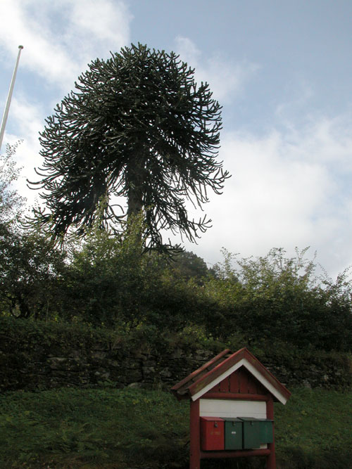 araucaria araucana 06