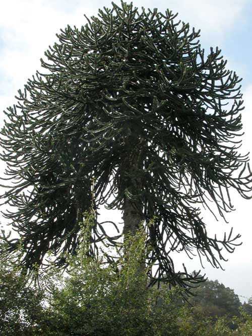 araucaria araucana 07