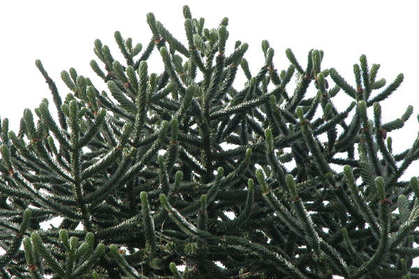 araucaria araucana 08