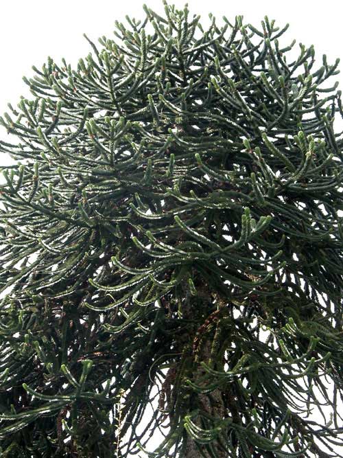 araucaria araucana 09