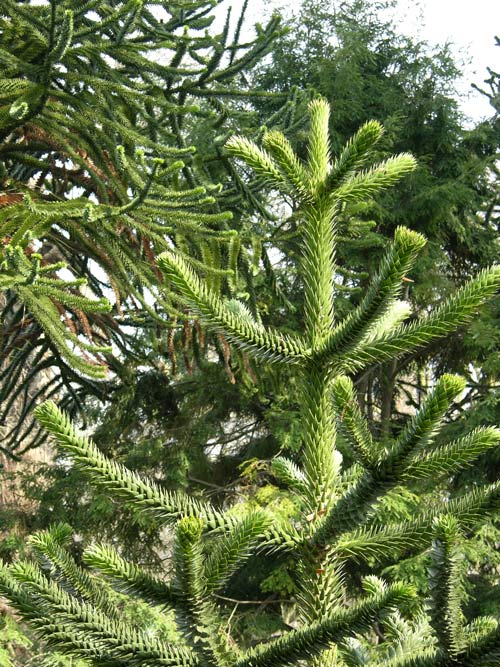 araucaria araucana 10