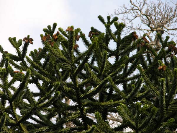 araucaria araucana 11