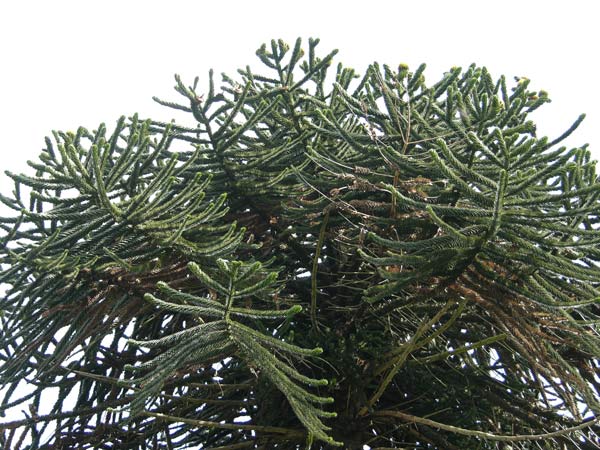 araucaria araucana 12