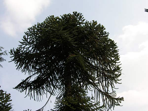 araucaria araucana 13