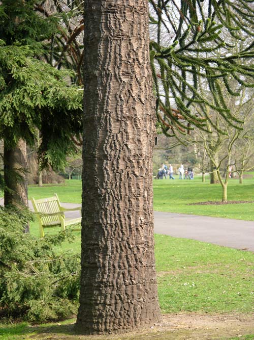 araucaria araucana 14