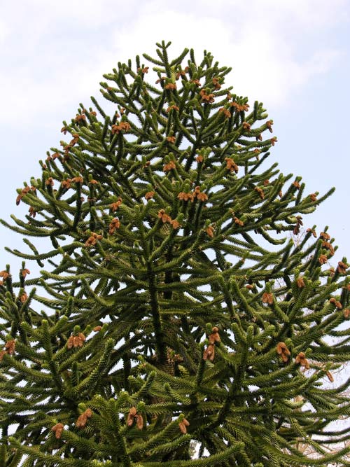 araucaria araucana 15