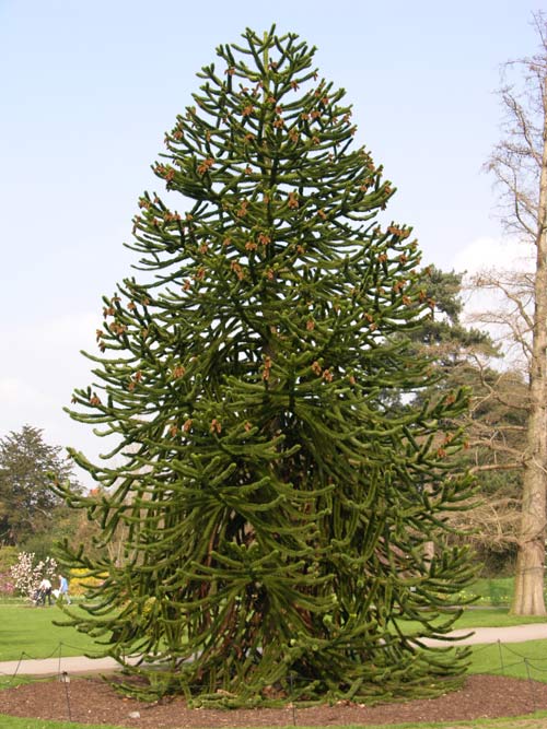 araucaria araucana 16