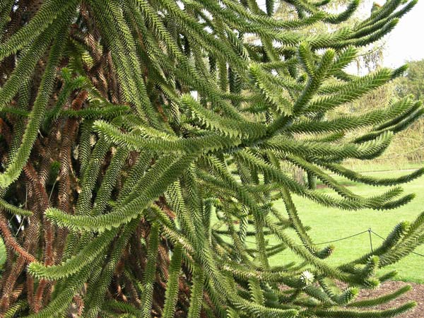 araucaria araucana 17