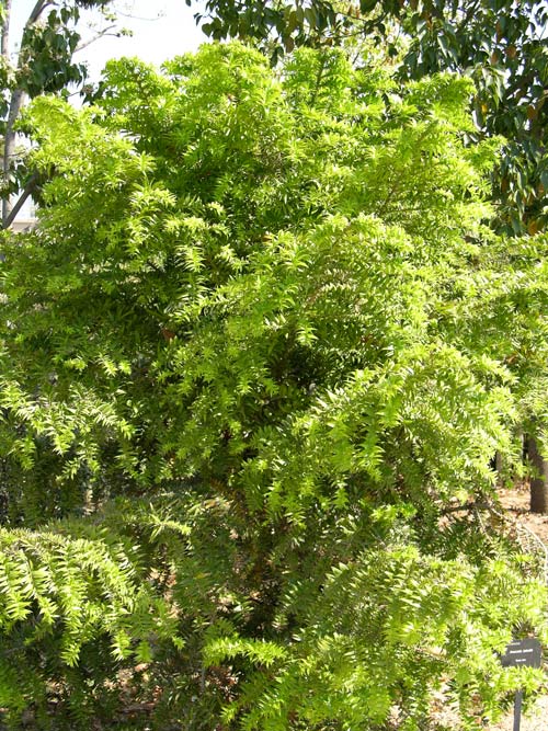 araucaria bidwillii 01