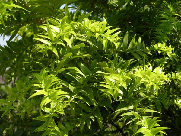araucaria bidwillii 02