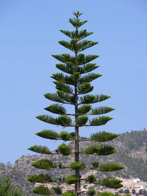 araucaria excelsa 01