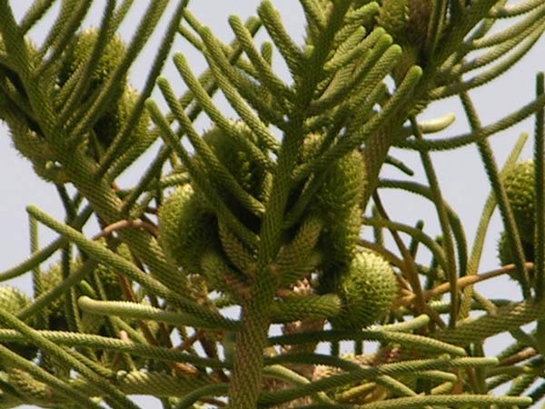 araucaria excelsa 02