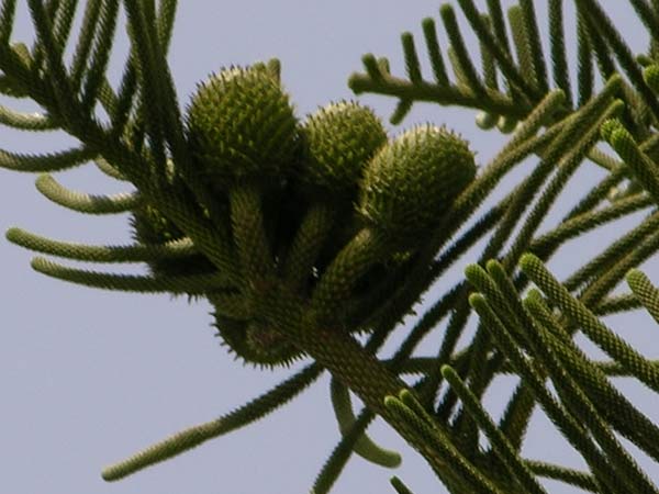 araucaria excelsa 03