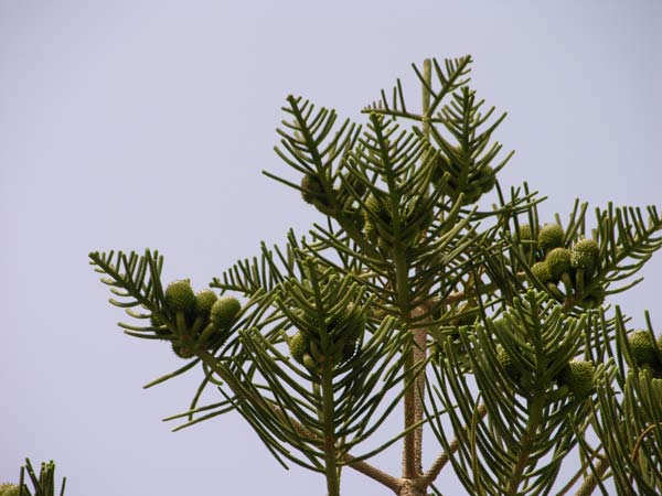 araucaria excelsa 04