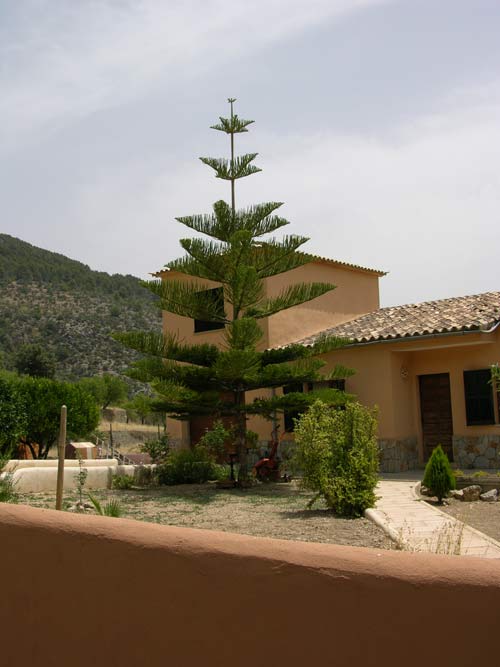 araucaria excelsa 05
