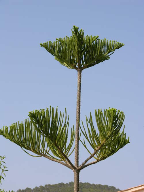 araucaria excelsa 06