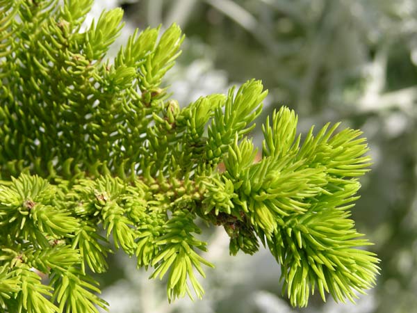 araucaria excelsa 07