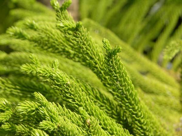 araucaria excelsa 08