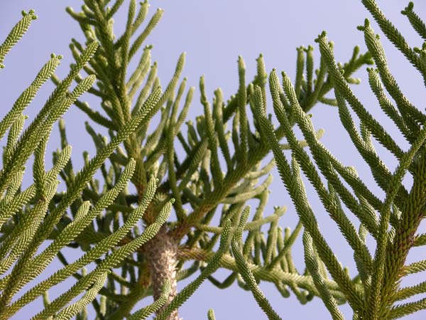 araucaria excelsa 09