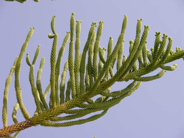 araucaria excelsa 10