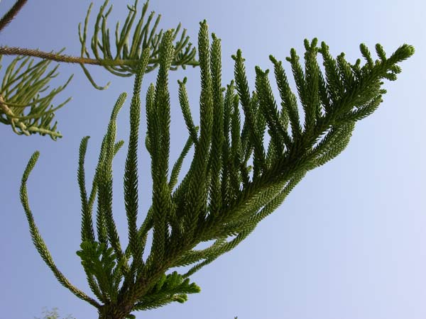 araucaria excelsa 11