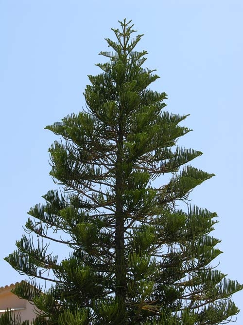 araucaria excelsa 12