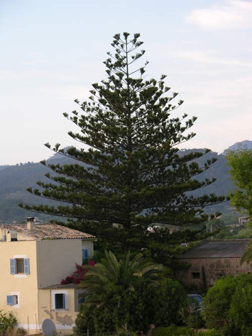 araucaria excelsa 13